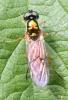 Sargus bipunctatus